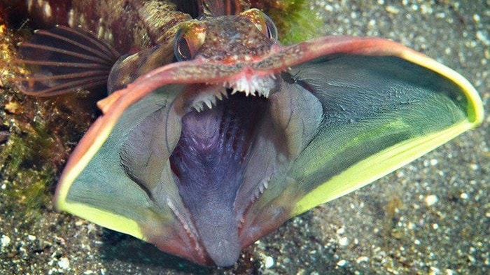 neoclinus blanchardi poisson grande bouche coloree couleur communication