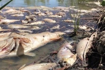 Un Pistolet à Détection Laser Tirant Du Gel Toxique Tue Des