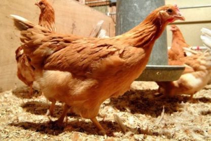 poulet poule oeuf genetiquement modifie medicament