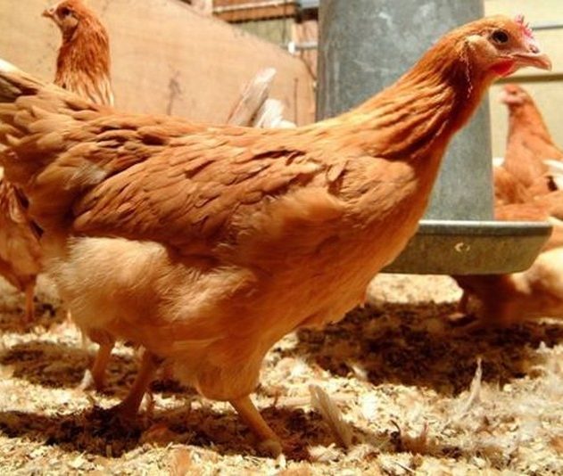 poulet poule oeuf genetiquement modifie medicament