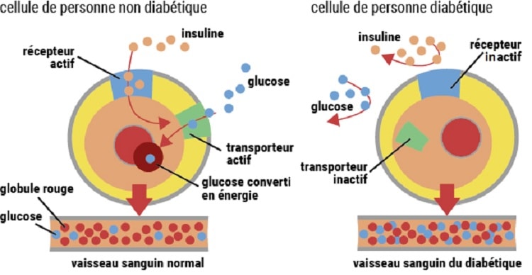 schema insuline glucose