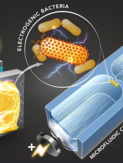 technique identifie bacteries productrices electricite