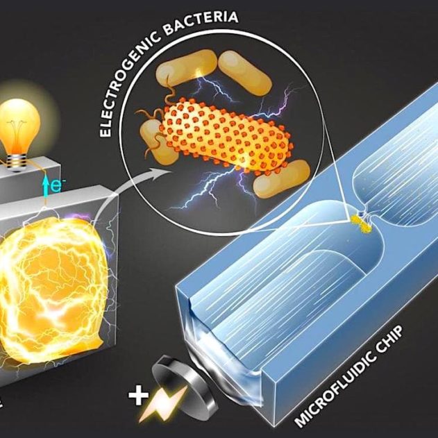technique identifie bacteries productrices electricite