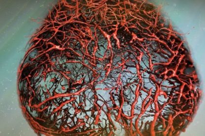 vaisseau sanguin humain laboratoire