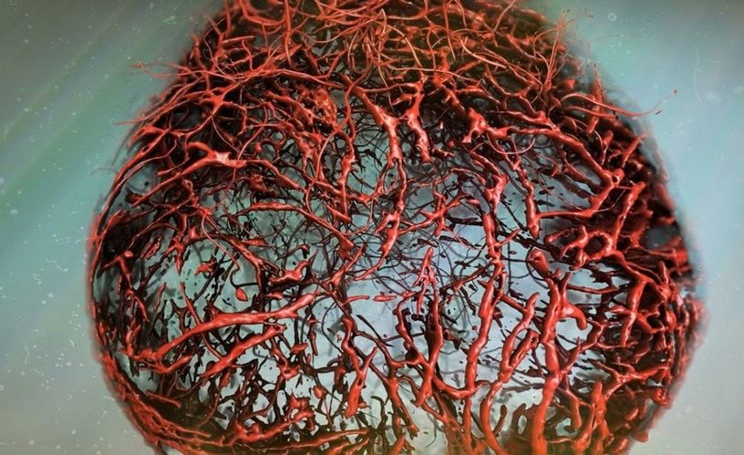 vaisseau sanguin humain laboratoire