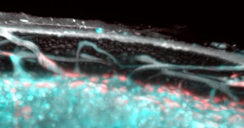 vaisseau sanguin ossement os squelette