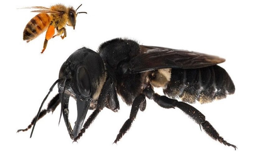 abeille de wallace