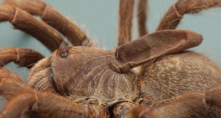 Une nouvelle espèce d'araignée à corne découverte en Afrique (Vidéo) Une nouvelle espèce d'araignée à corne découverte en Afrique (Vidéo)