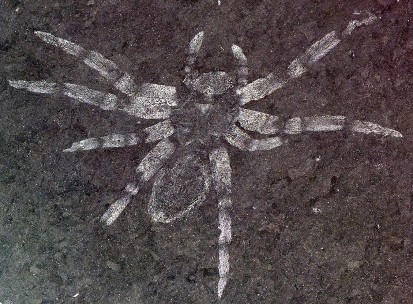 araignee fossile jinju