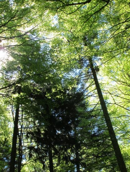 arbre plantation co2 emissions planete pollution homme forets