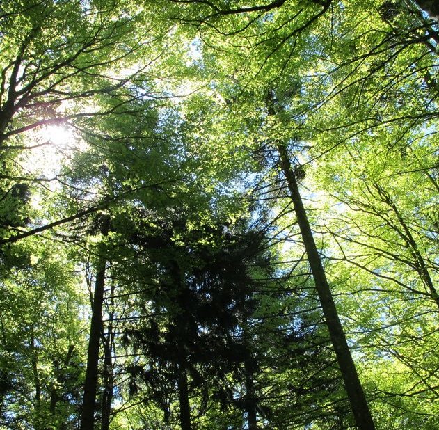 arbre plantation co2 emissions planete pollution homme forets