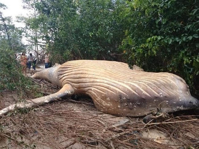 baleine morte echouee foret amazonienne amazone riviere