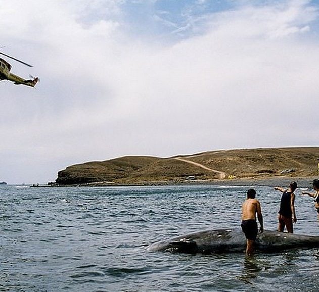 baleine suicide maladie sonar decompression plongeur caisson