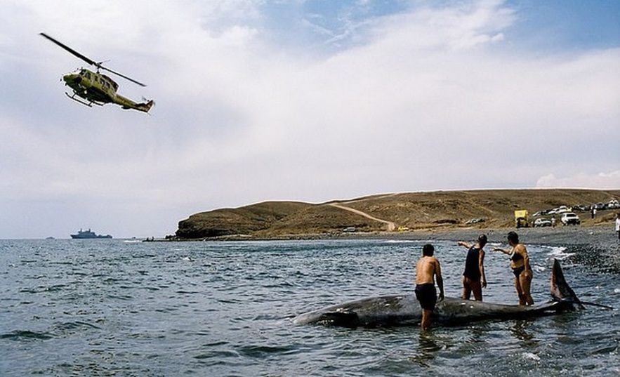 baleine suicide maladie sonar decompression plongeur caisson