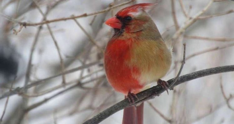 Un Oiseau Moitié Mâle Moitié Femelle A été Repéré Aux