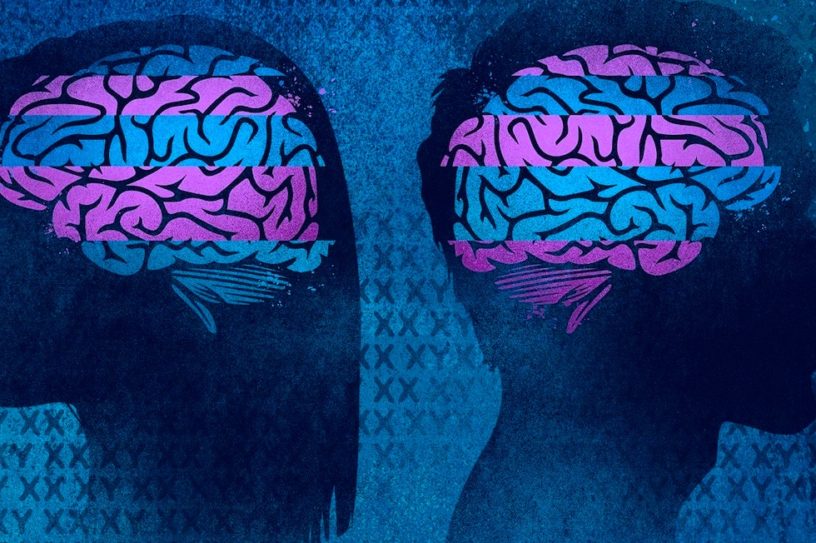 cerveau difference sexe