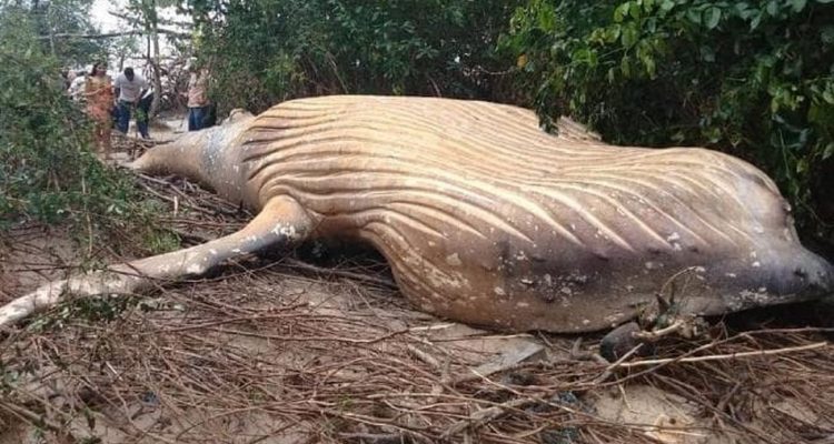 Une baleine à bosse échouée dans une forêt de l'Amazone Une baleine à bosse échouée dans une forêt de l'Amazone