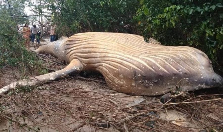 baleine morte echouee foret amazonienne amazone riviere