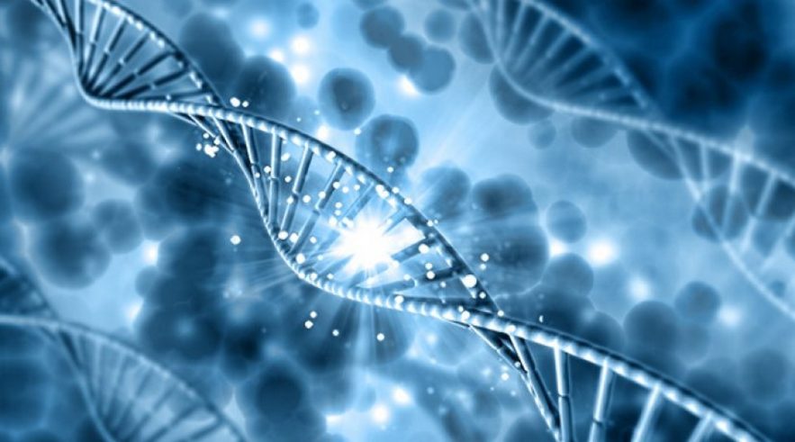 genetique fond patrimoine gene cellule levure etre humain maladie recherche