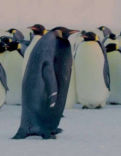 manchot empereur pingouin antarctique