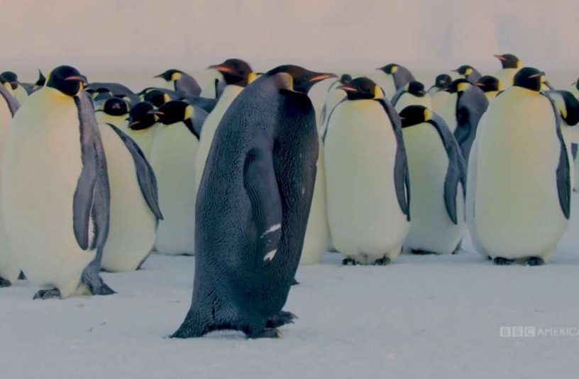 manchot empereur pingouin antarctique