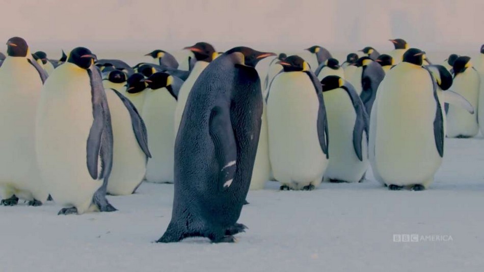 manchot empereur pingouin antarctique