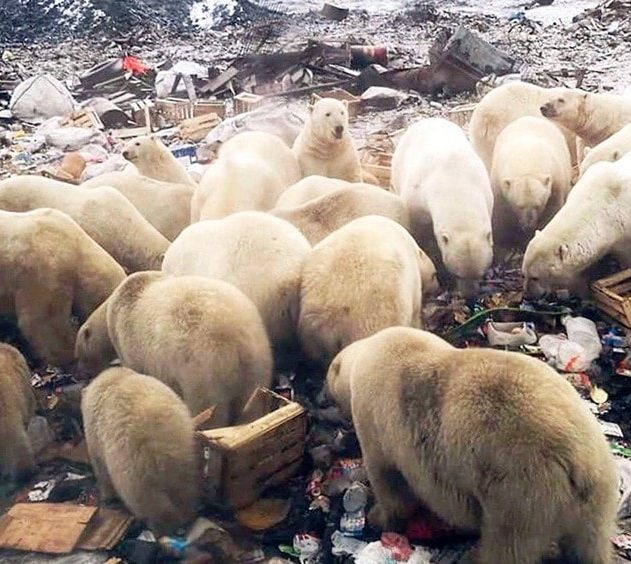 ours polaire fonte glace rechauffement changement climatique climat population homme terre dechets probleme russie insulaire ile