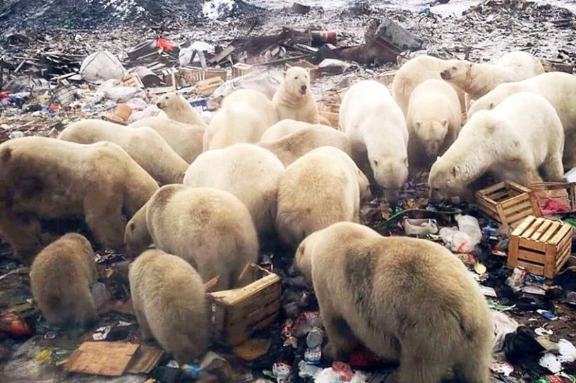 ours polaire fonte glace rechauffement changement climatique climat population homme terre dechets probleme russie insulaire ile