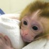 grady primate ne greffe tissu sperme