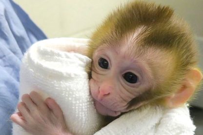 grady primate ne greffe tissu sperme