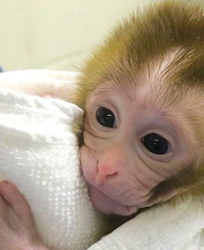 grady primate ne greffe tissu sperme