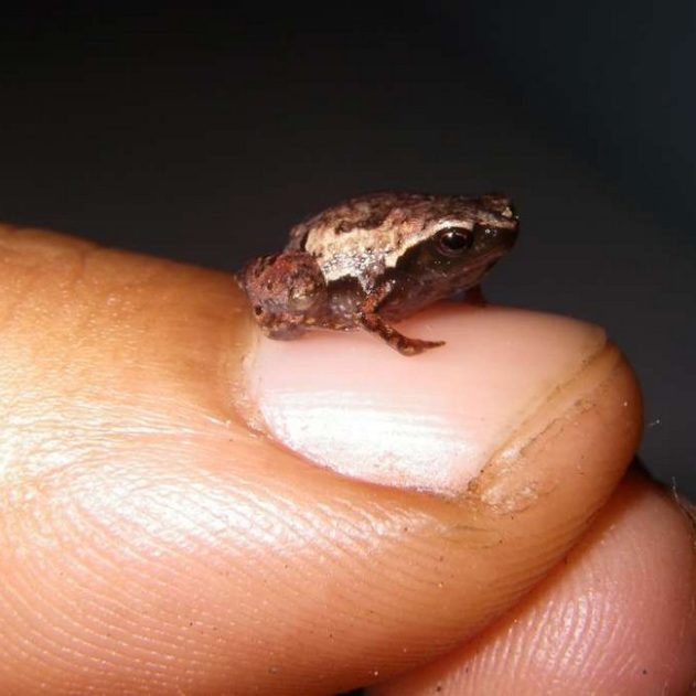 grenouille mini scule mum
