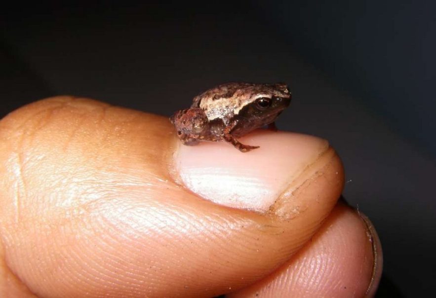 grenouille mini scule mum