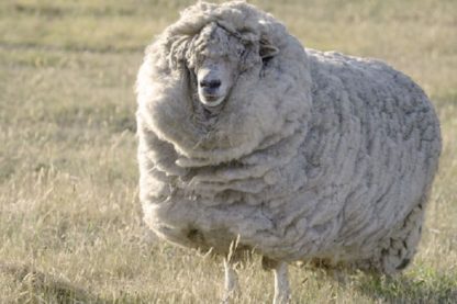 laine mouton boucles