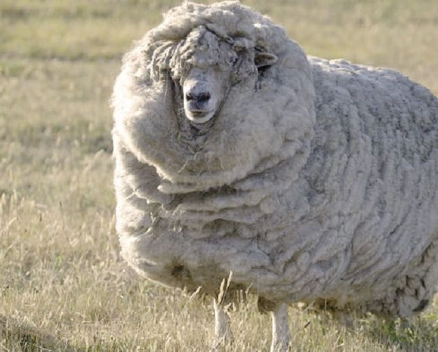 laine mouton boucles