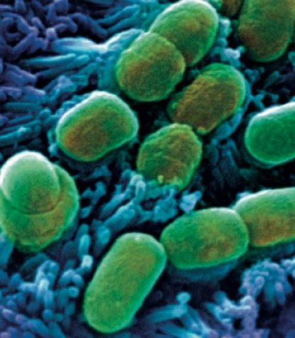 microbiome bacteries intestins cerveau maladies mentales antibiotiques