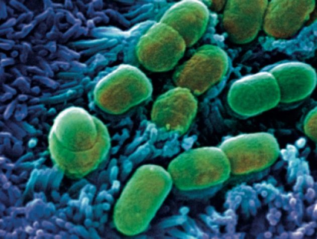 microbiome bacteries intestins cerveau maladies mentales antibiotiques