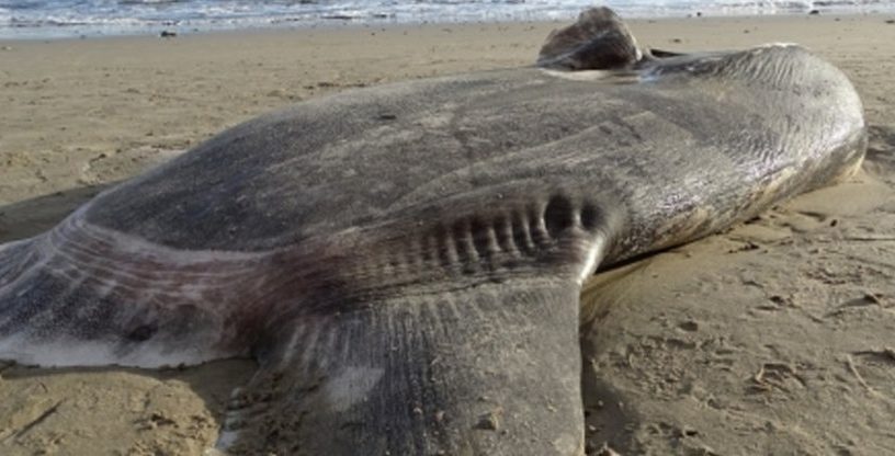 mola tecta poisson lune echoute californie hors habitat naturel