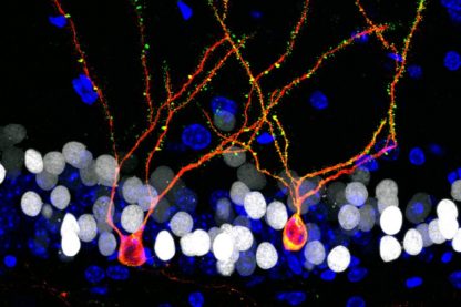 neurones croissance cerveau