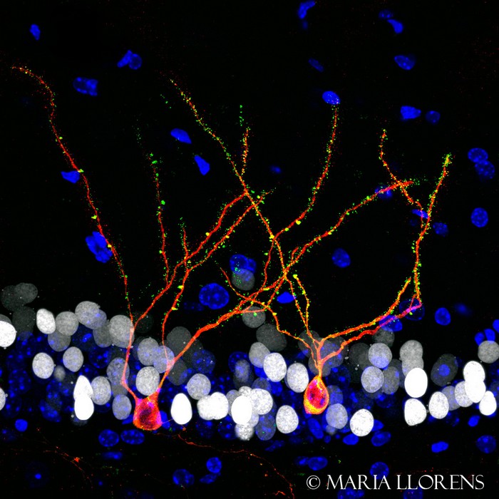 neurones croissance cerveau