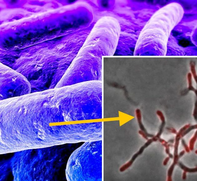 nouvelles sondes chimiques progression recherche nouveaux antibiotiques