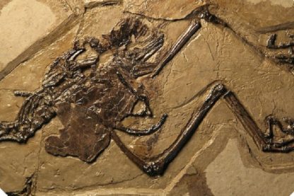 oiseau oeuf fossile