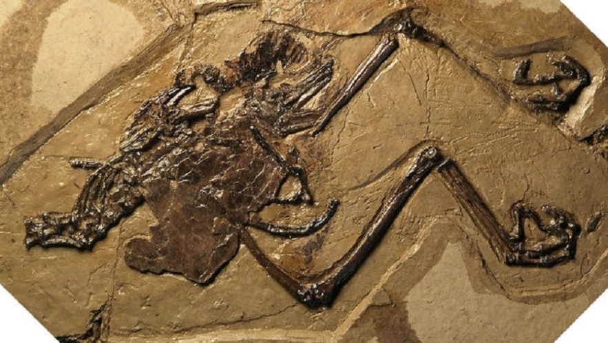 oiseau oeuf fossile