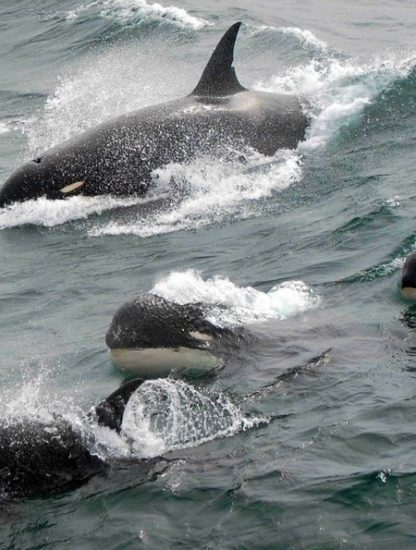 orques epaulards type d espece mammifere marin