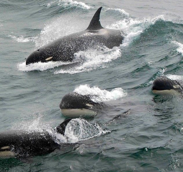 orques epaulards type d espece mammifere marin