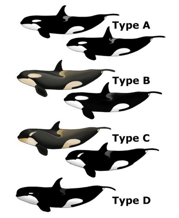 orques types epaulard mammifere marin