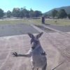 parapentiste attaque par kangourou