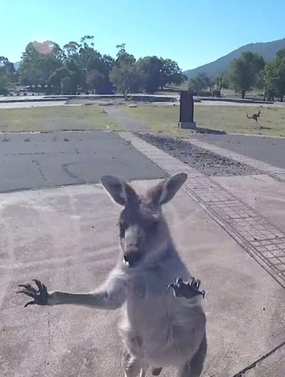 parapentiste attaque par kangourou