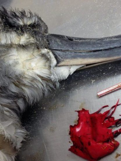 plastique oiseau mer mort pollution déchets ballon