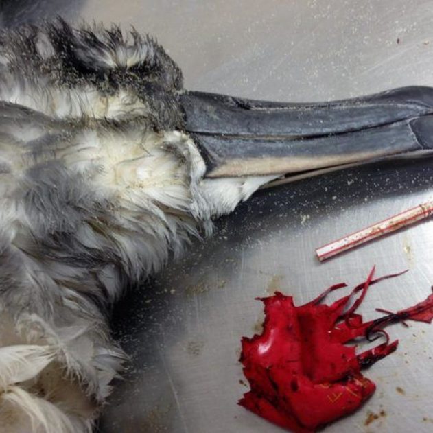 plastique oiseau mer mort pollution déchets ballon